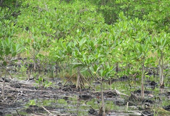 Mexico: Herstel van de mangrove