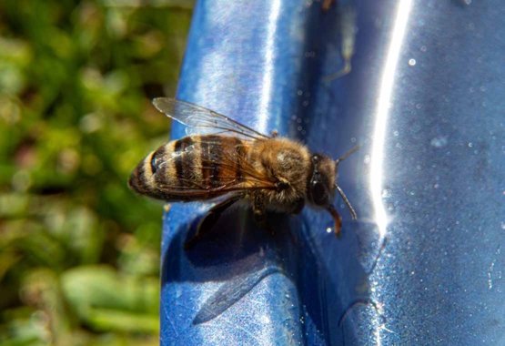 Zet bakjes water in de tuin